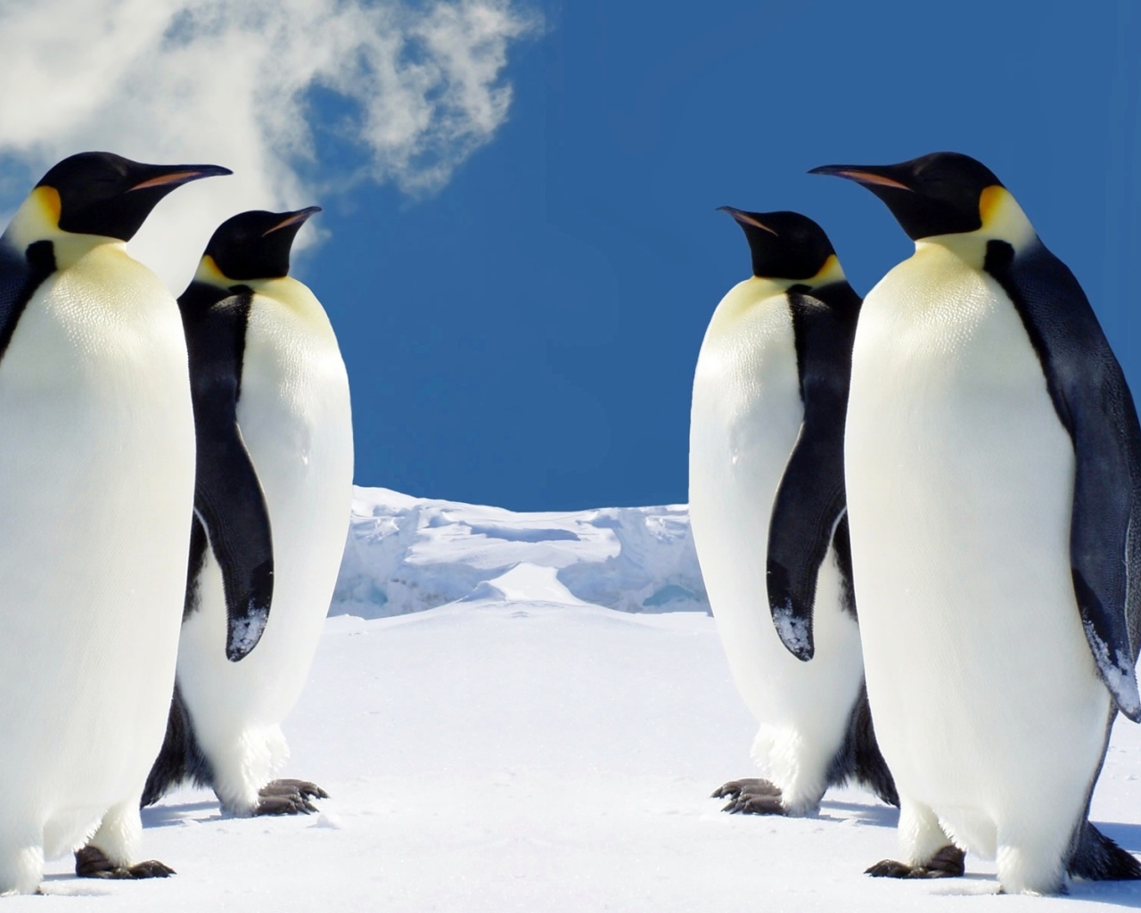 Пингвины