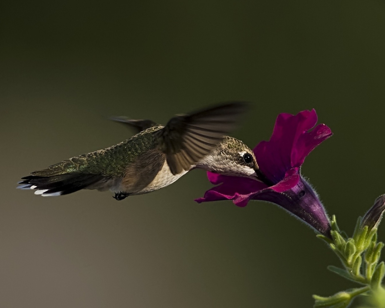 Колибри у цветка