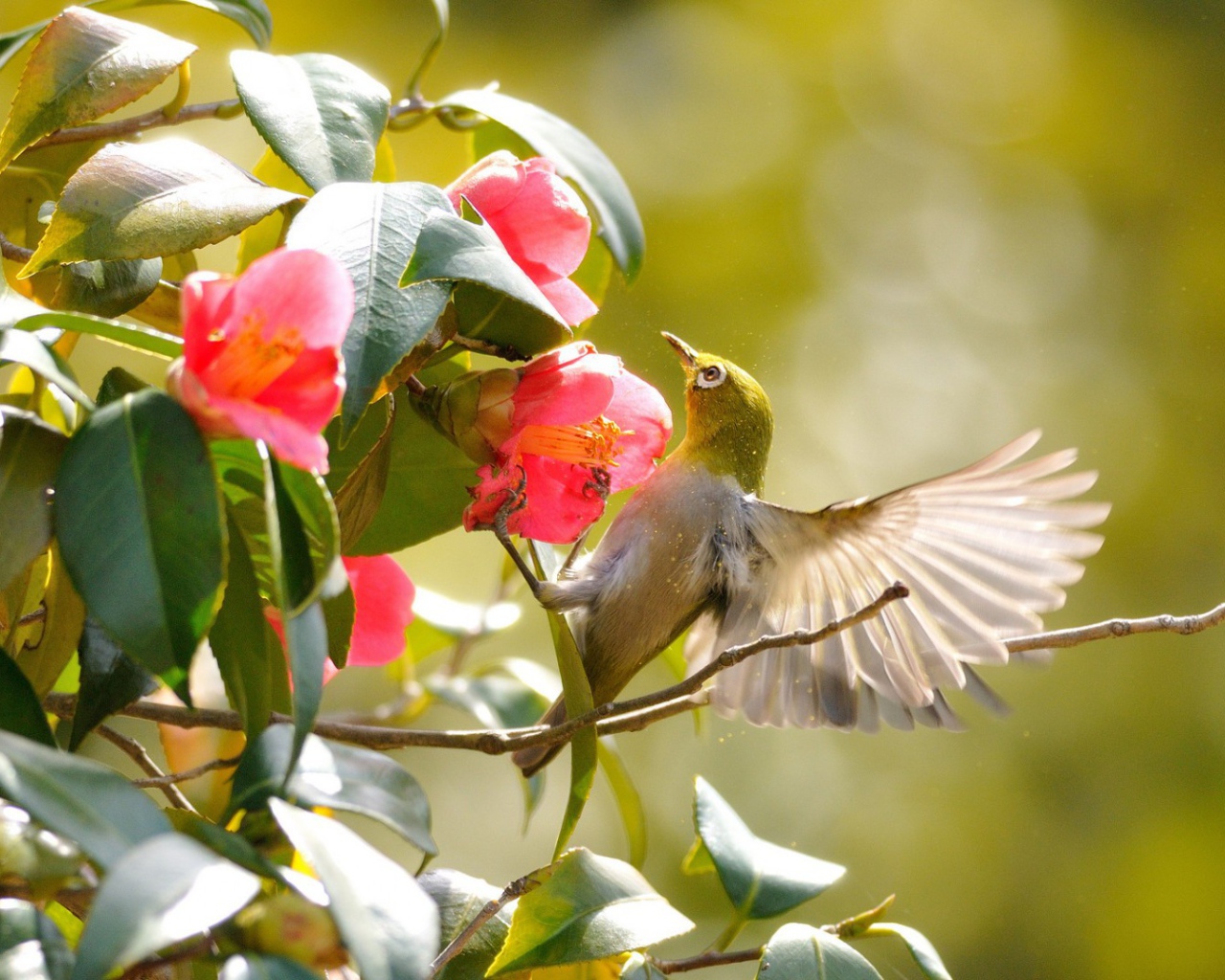 Колибри на розовых цветах