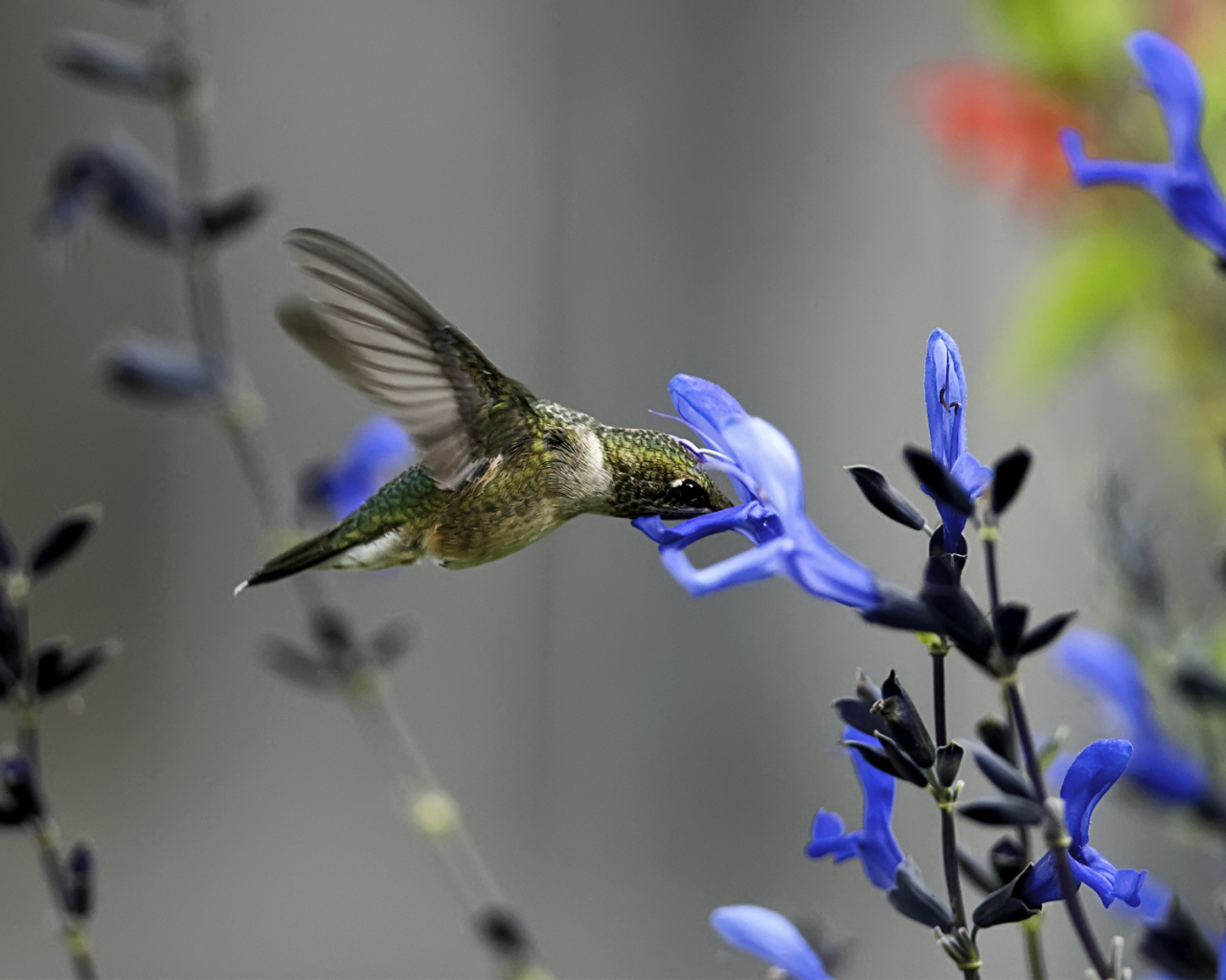 Колибри около синего цветка