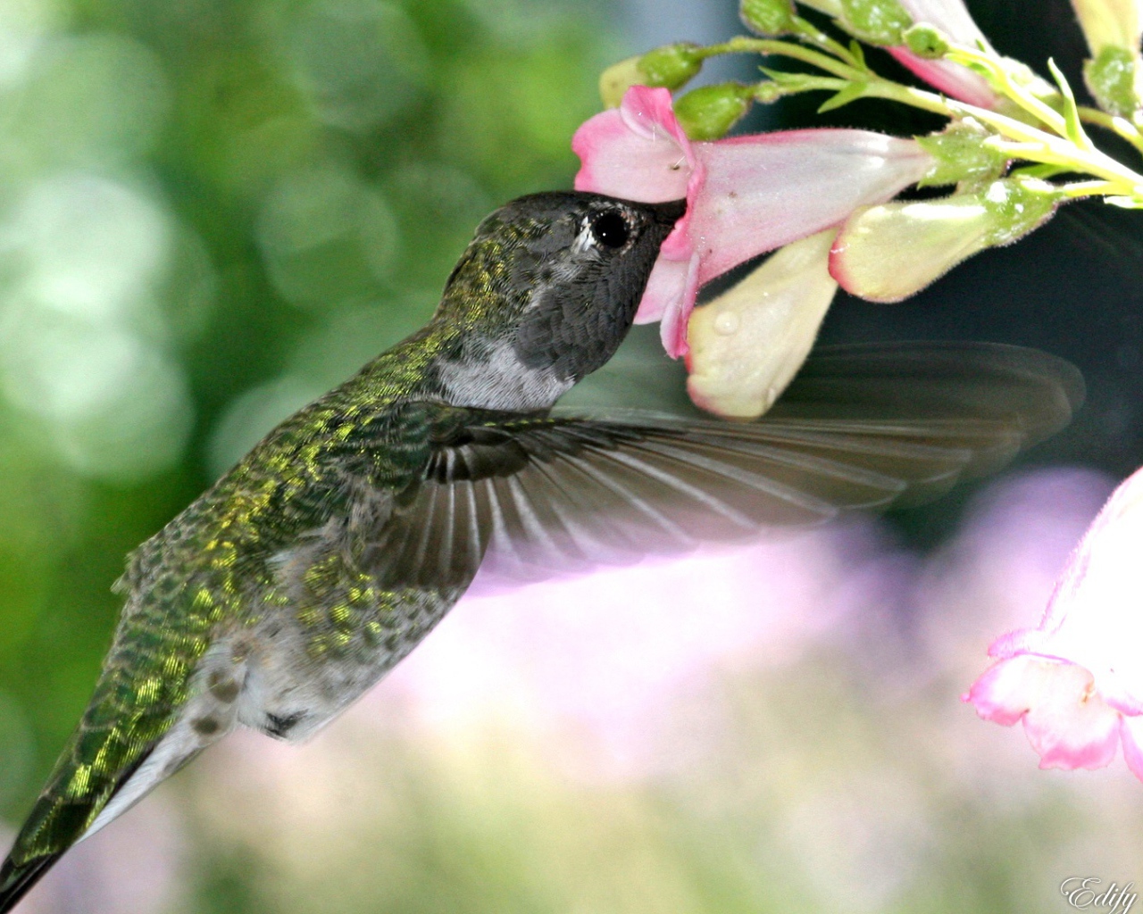 Голодная колибри
