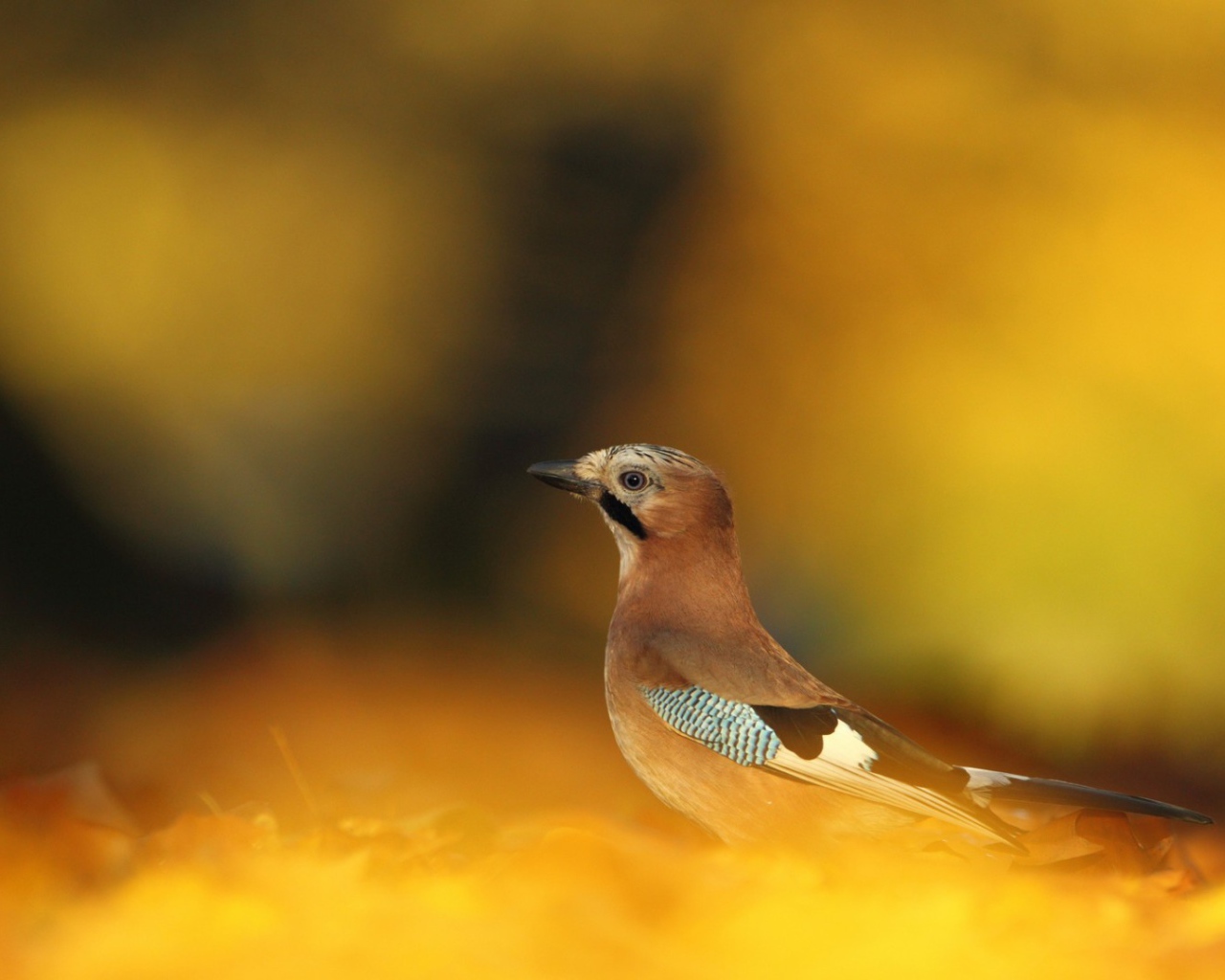 Сойка в осеннем лесу