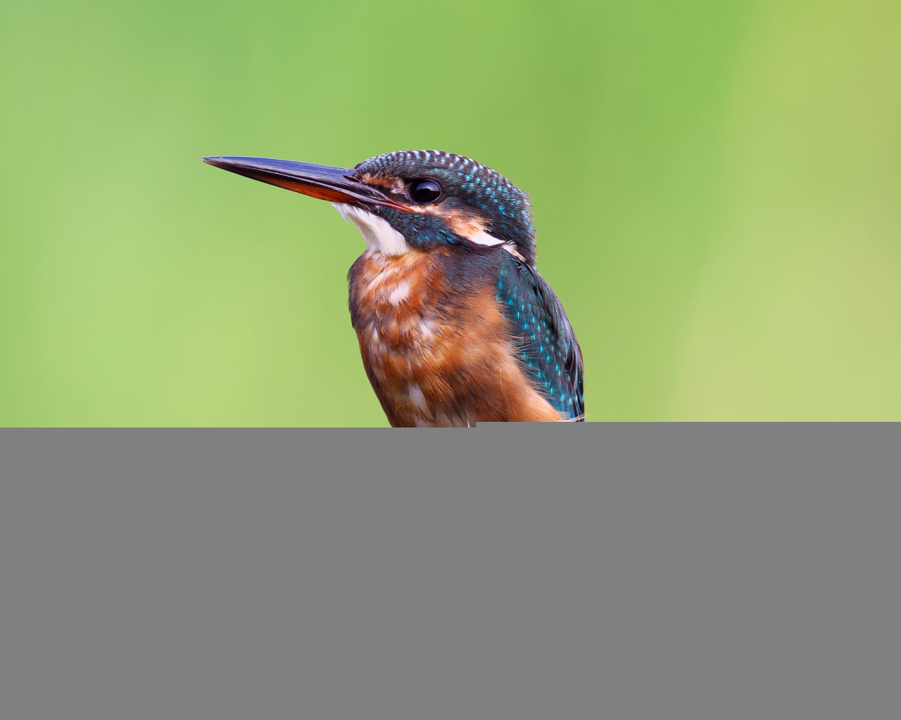 Зимородок на желтом фоне