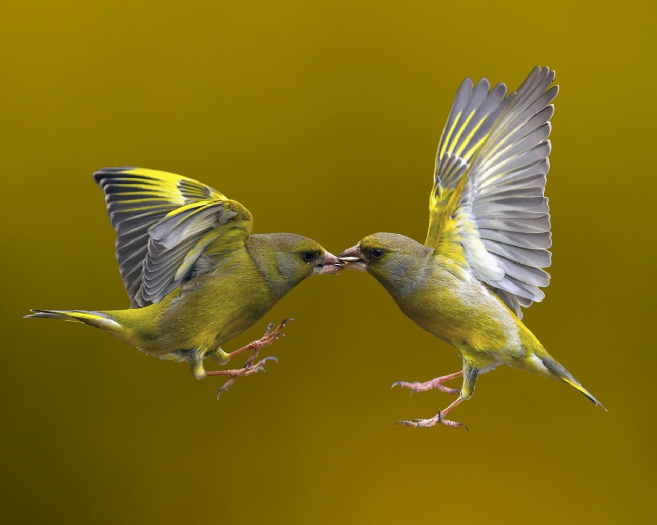 Поцелуй птичек в полёте