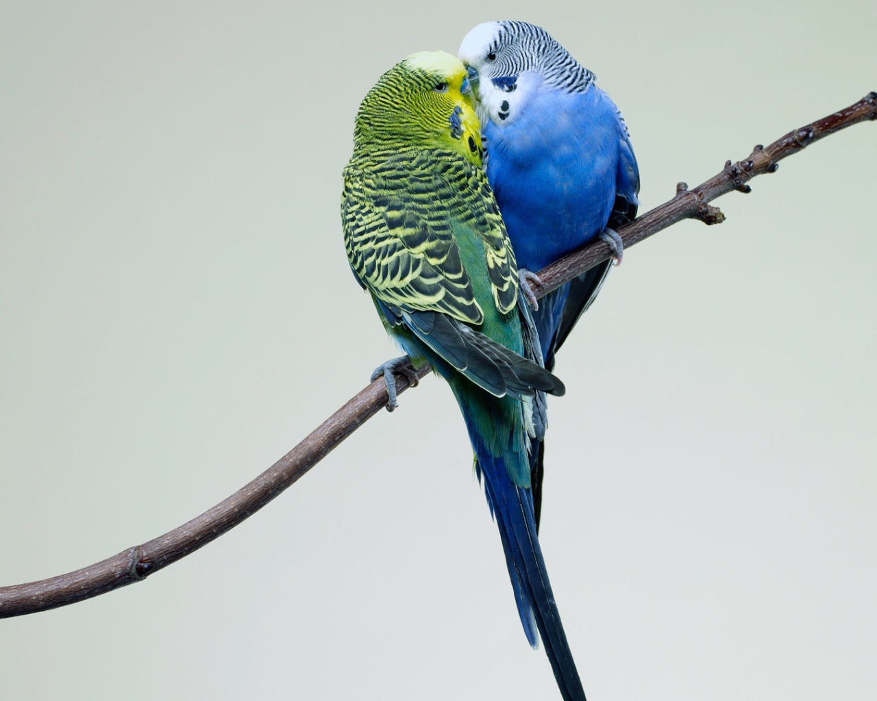 Поцелуй попугаев