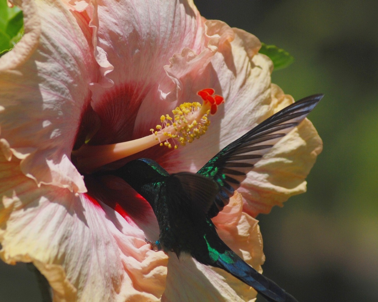 Коллибри на цветке