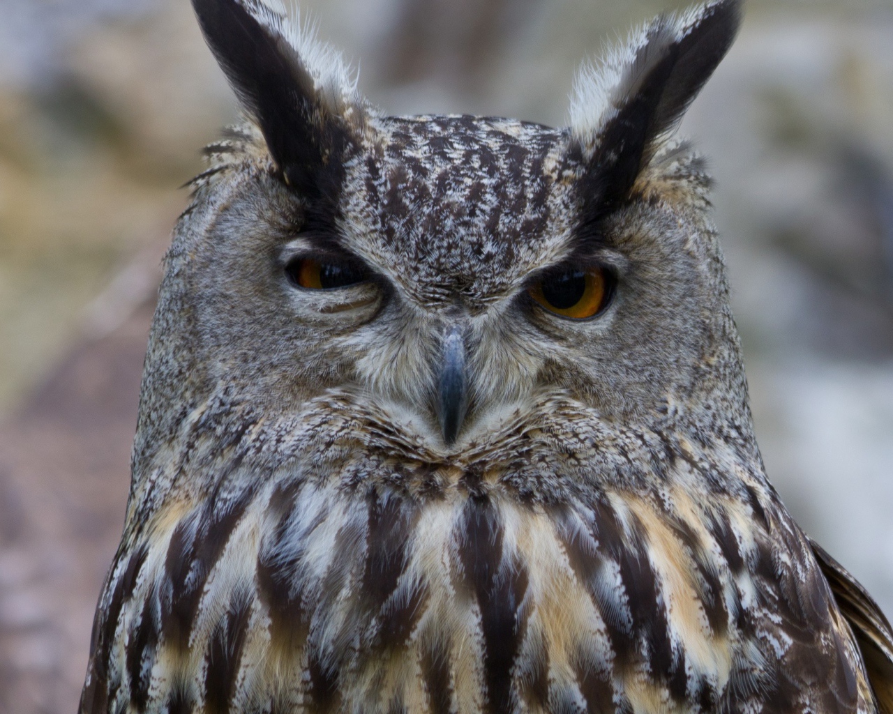 Ушастая сова