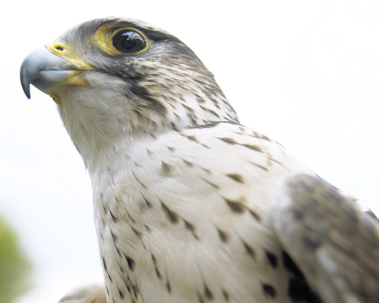 Взгляд ястреба