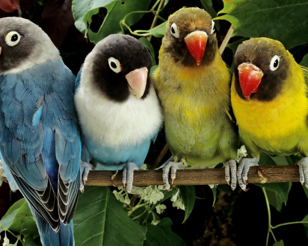 Любящие птички