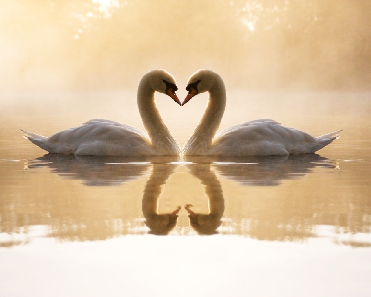 Любящие лебеди