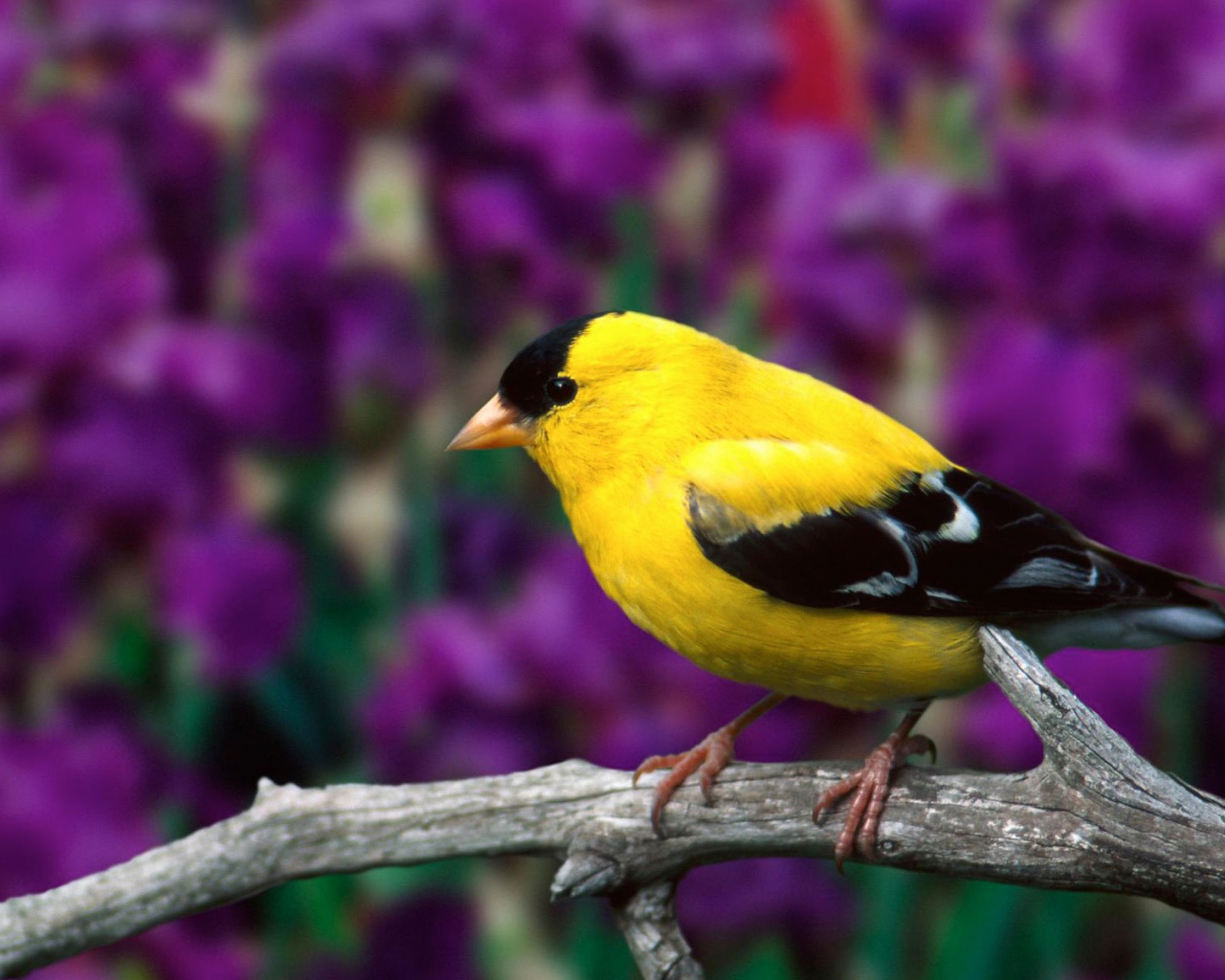 Самец американского щегла