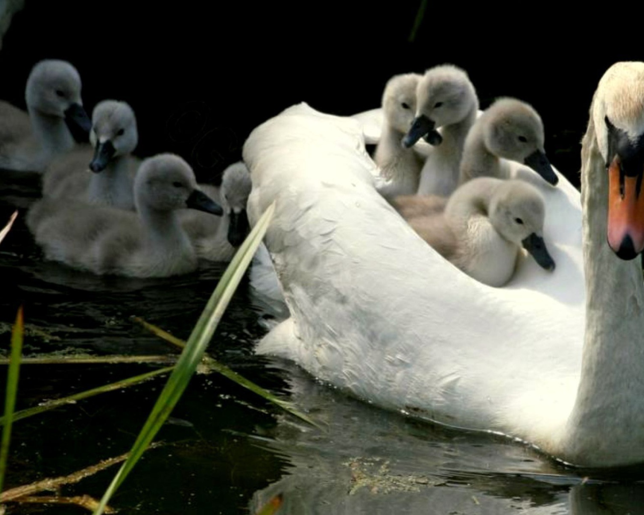 Мама лебедь с детьми