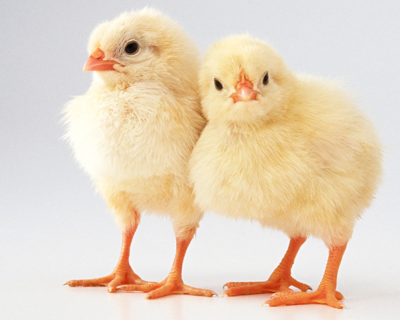 Два цыпленка