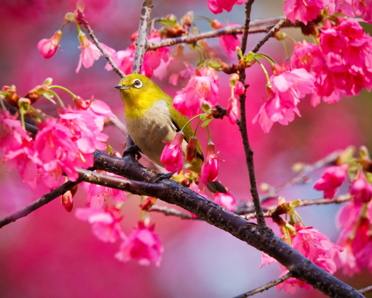 Горная вишневая птичка