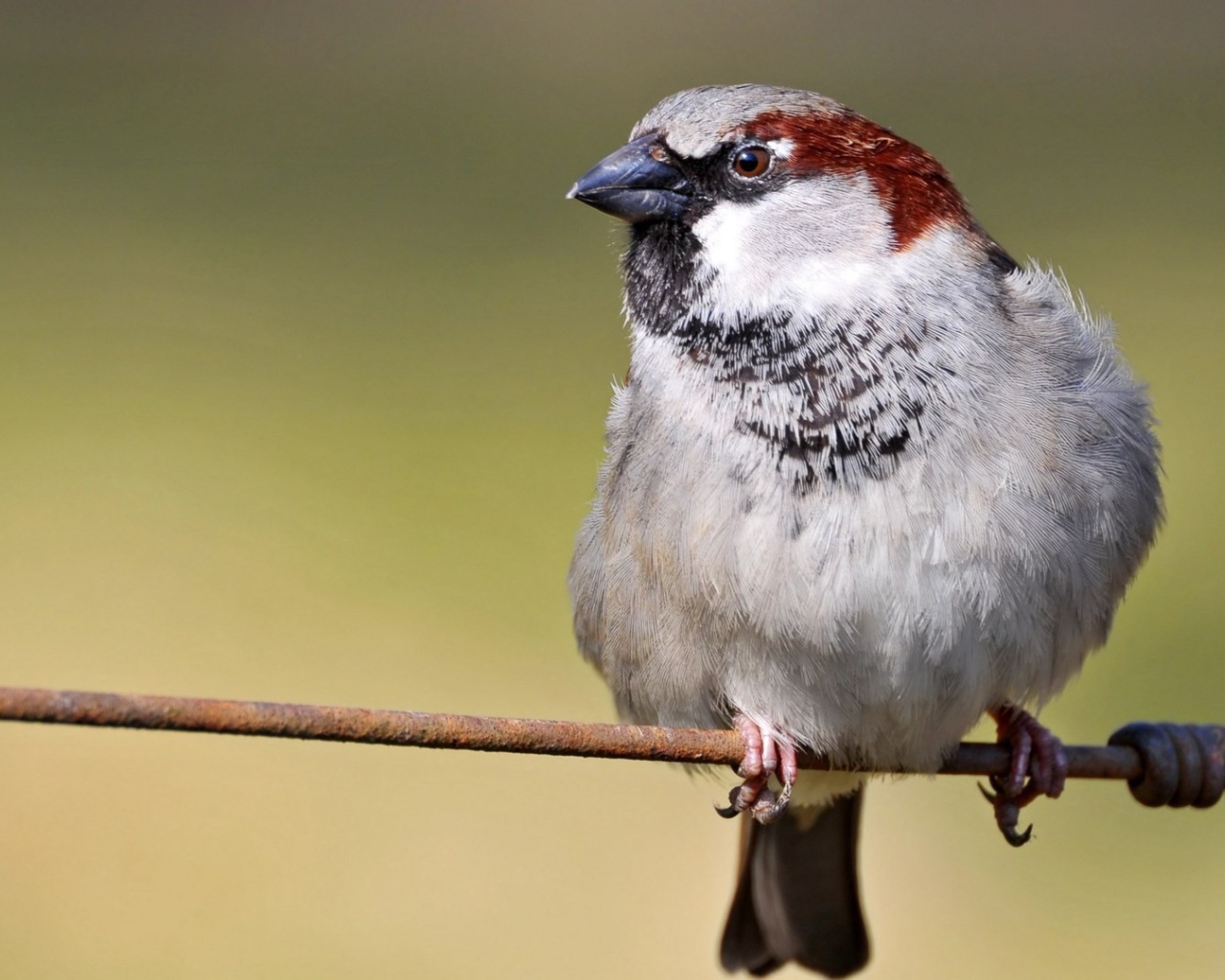 Обыкновенный воробей