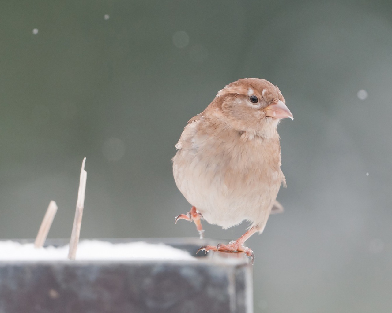 Ordinary Sparrow