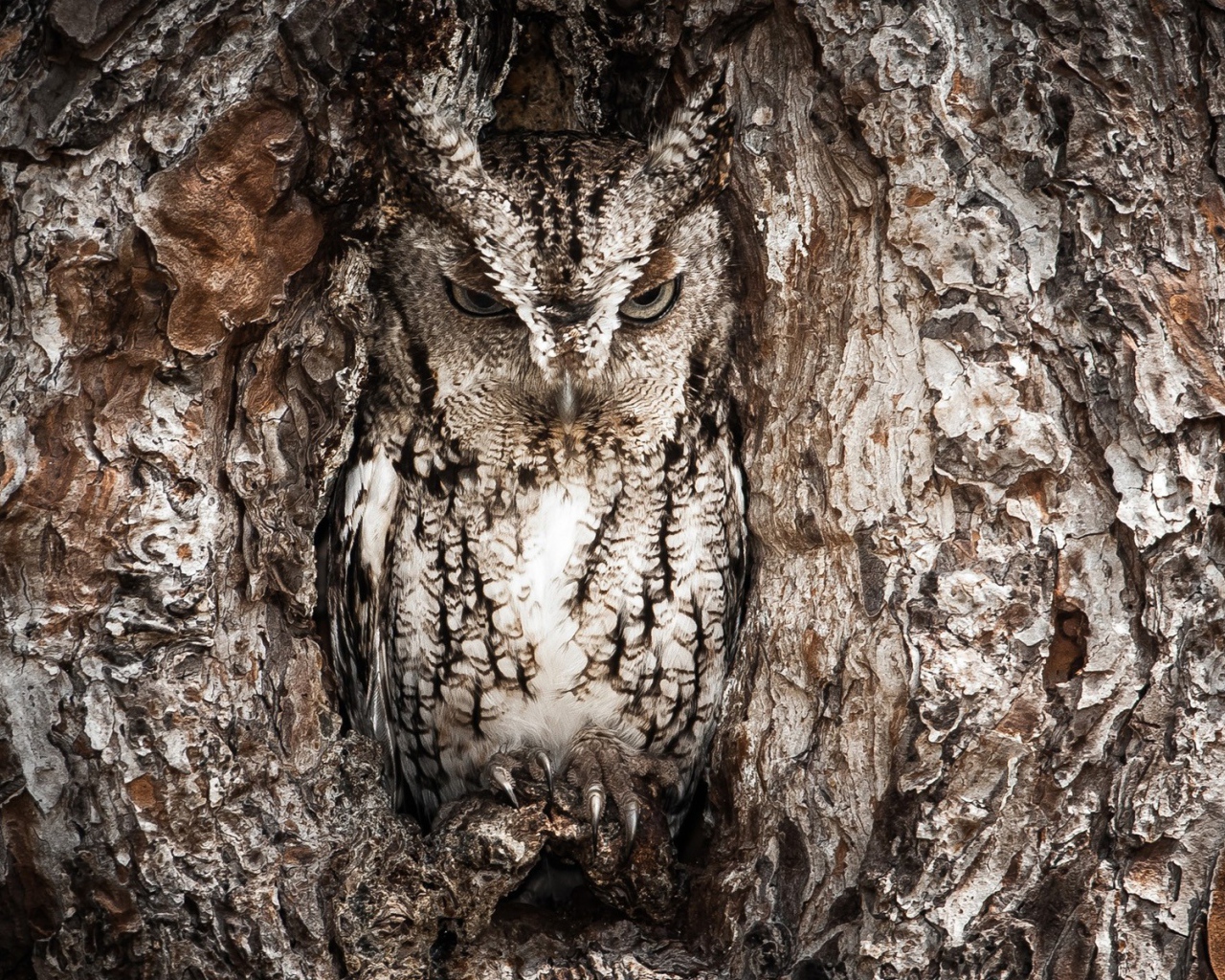 Сова в дупле дерева