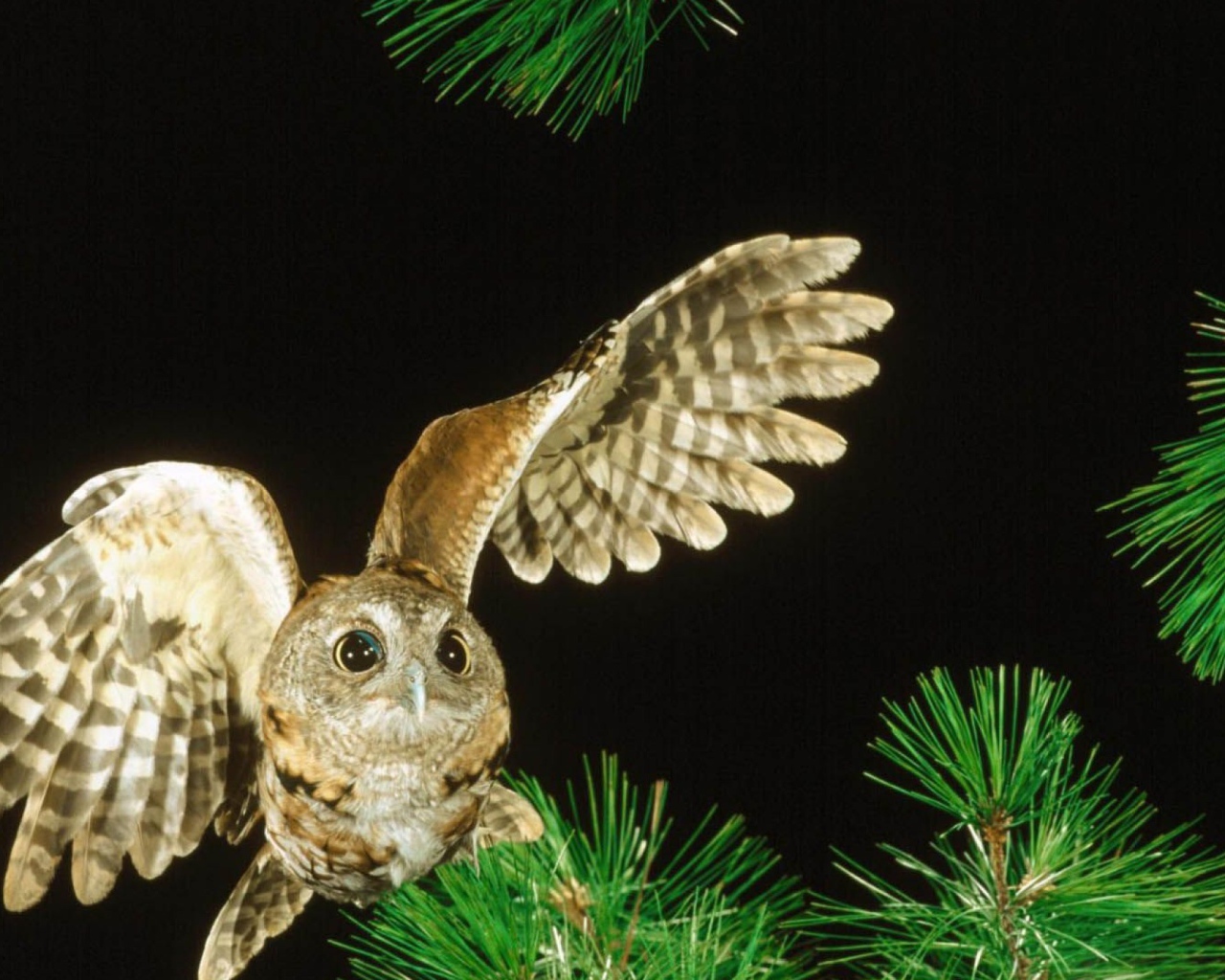 Сова в полете