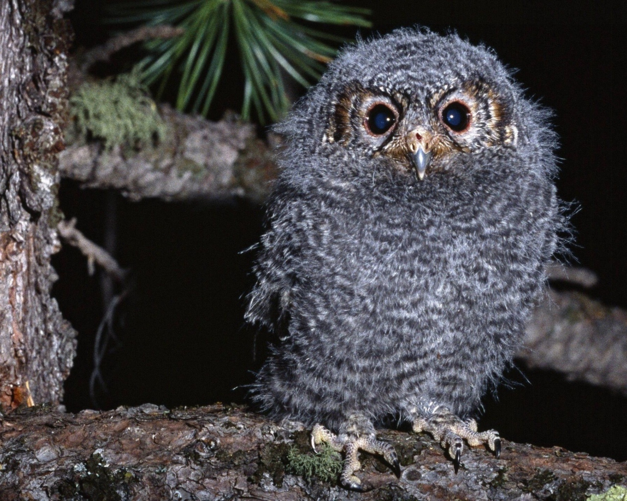 Птенец совы