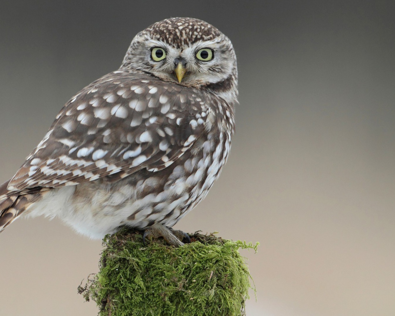 Сова на пеньке