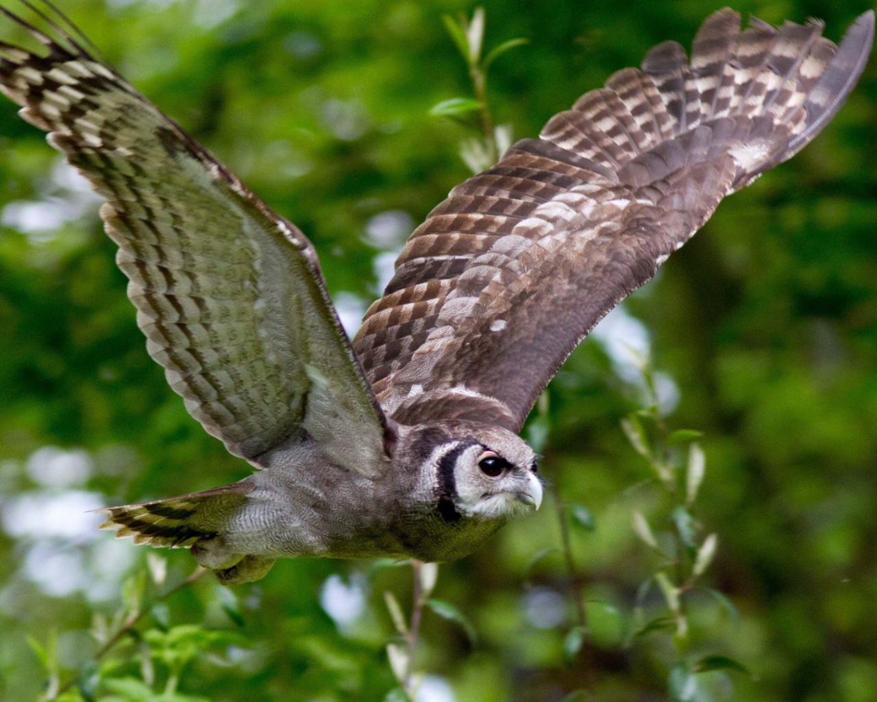 Сова на фоне зелени