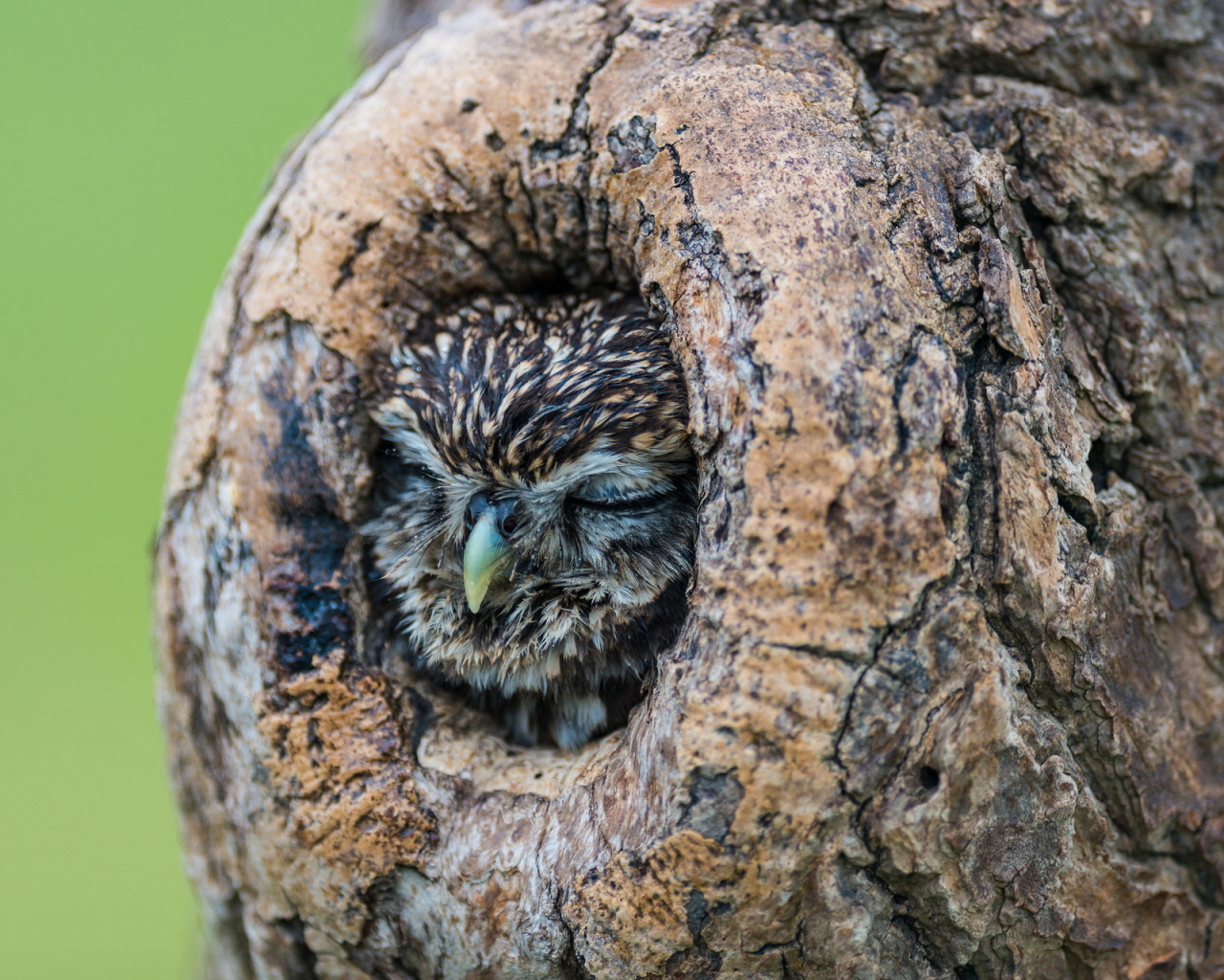Сова спит в дупле