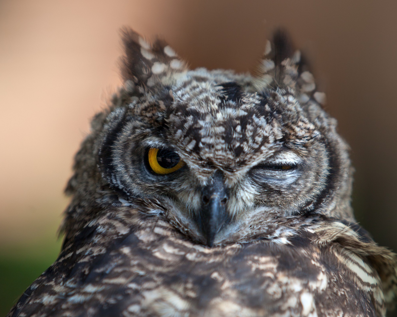 Owl winks