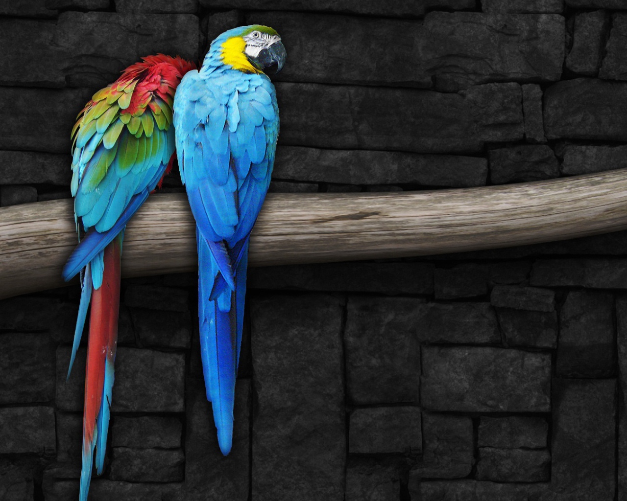 Парочка попугаев