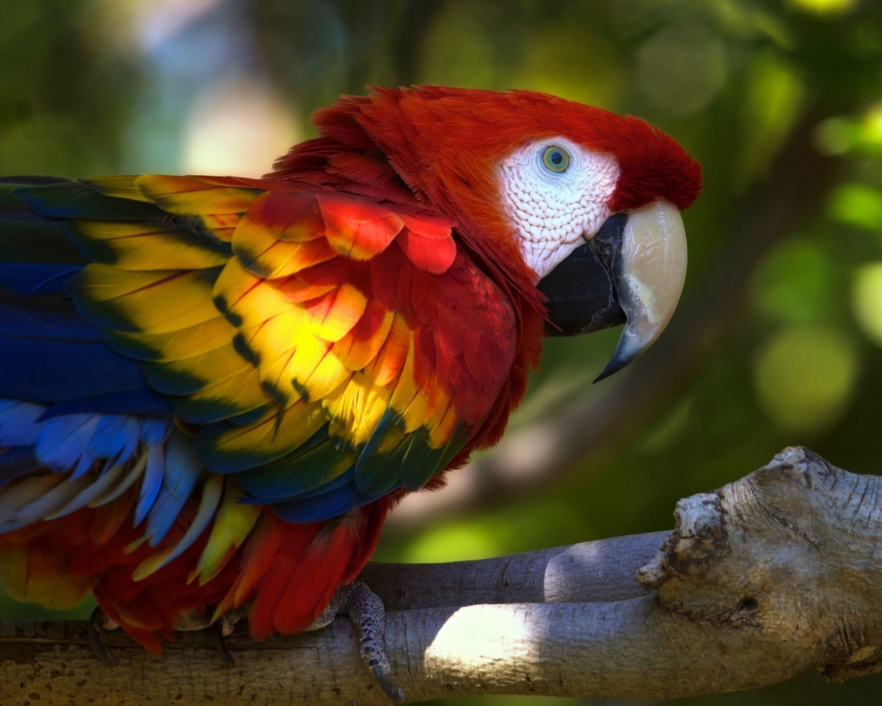 Попугай Ара на ветке