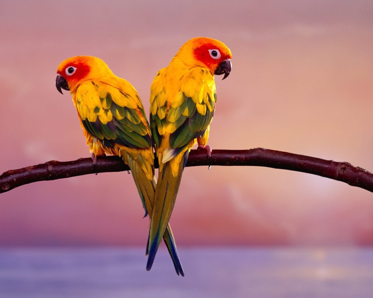 Пара попугаев
