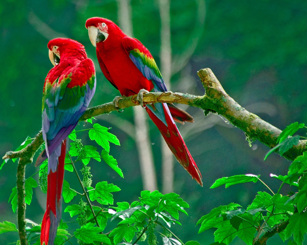 Рай для попугаев 