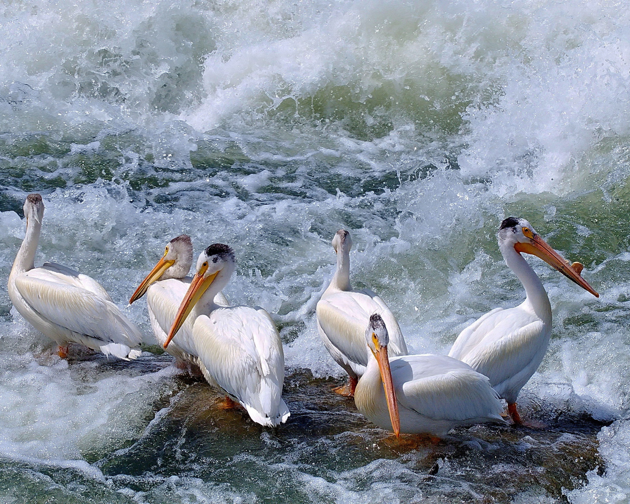 Пеликаны среди волн