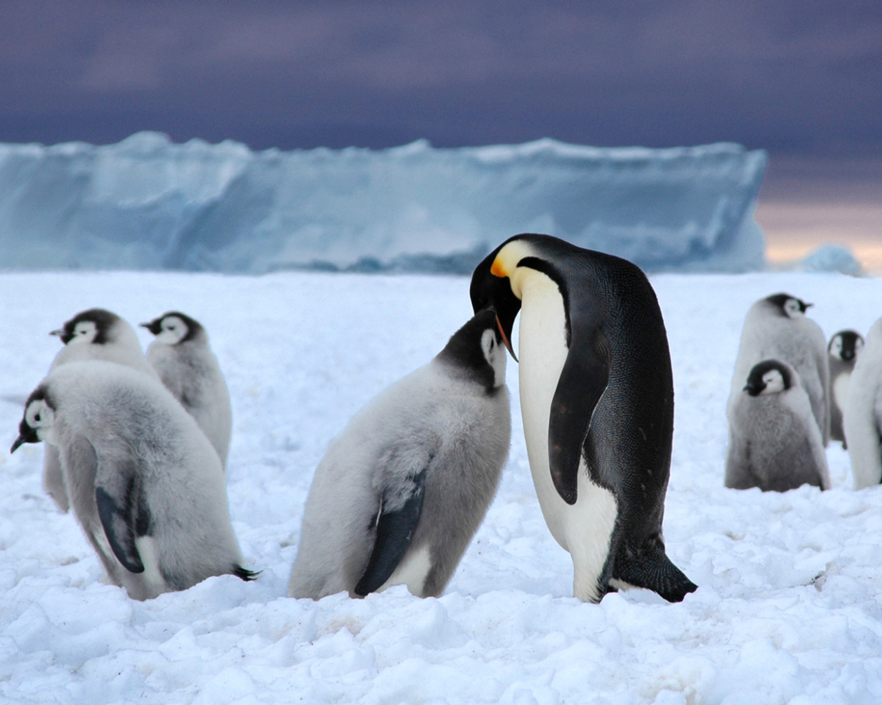 Пингвин кормит птенца