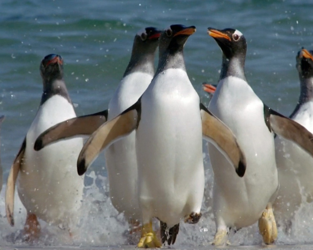 Пингвины выскакивают из воды