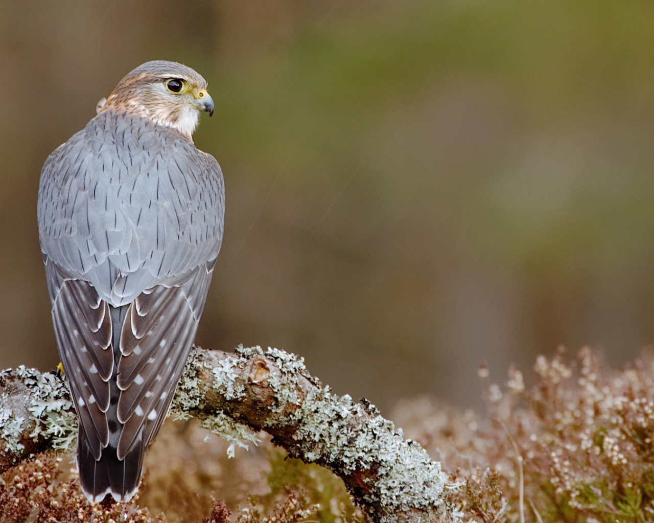 Пиджен ястреб