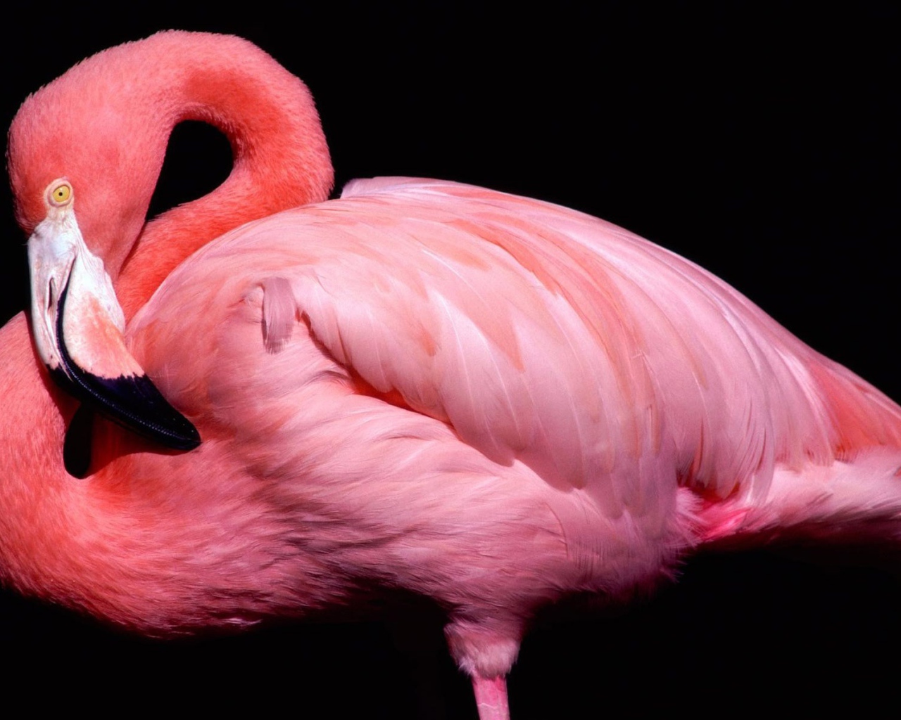Розовый фламинго 