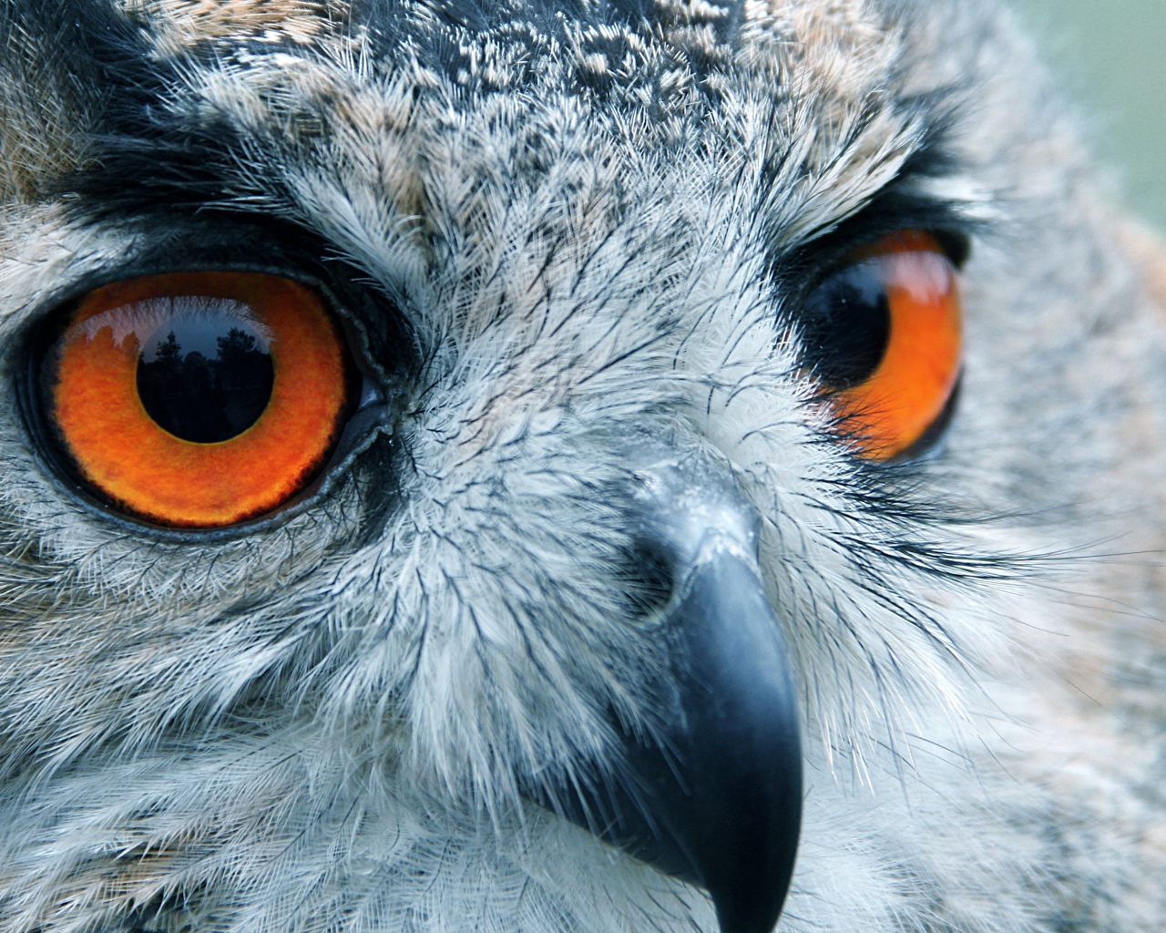 Портрет совы