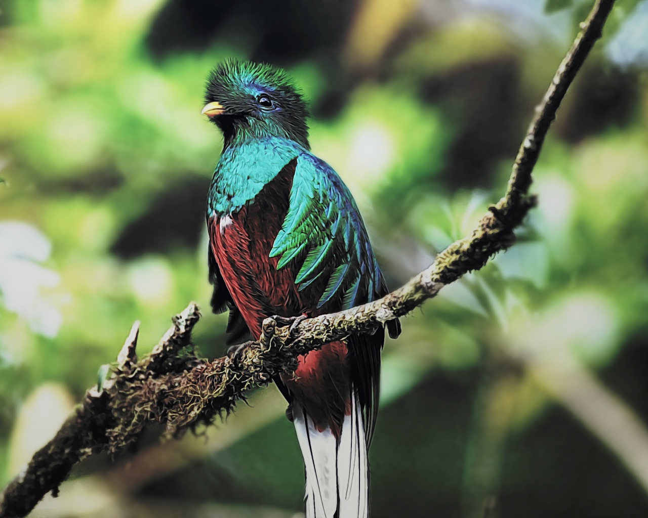 Птица кетцаль 