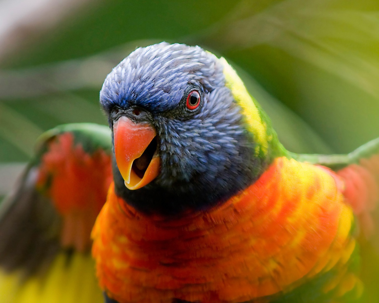 Радужный попугай