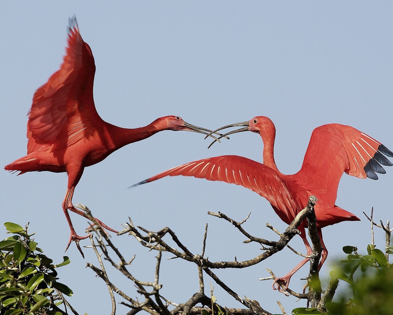 Красные журавли