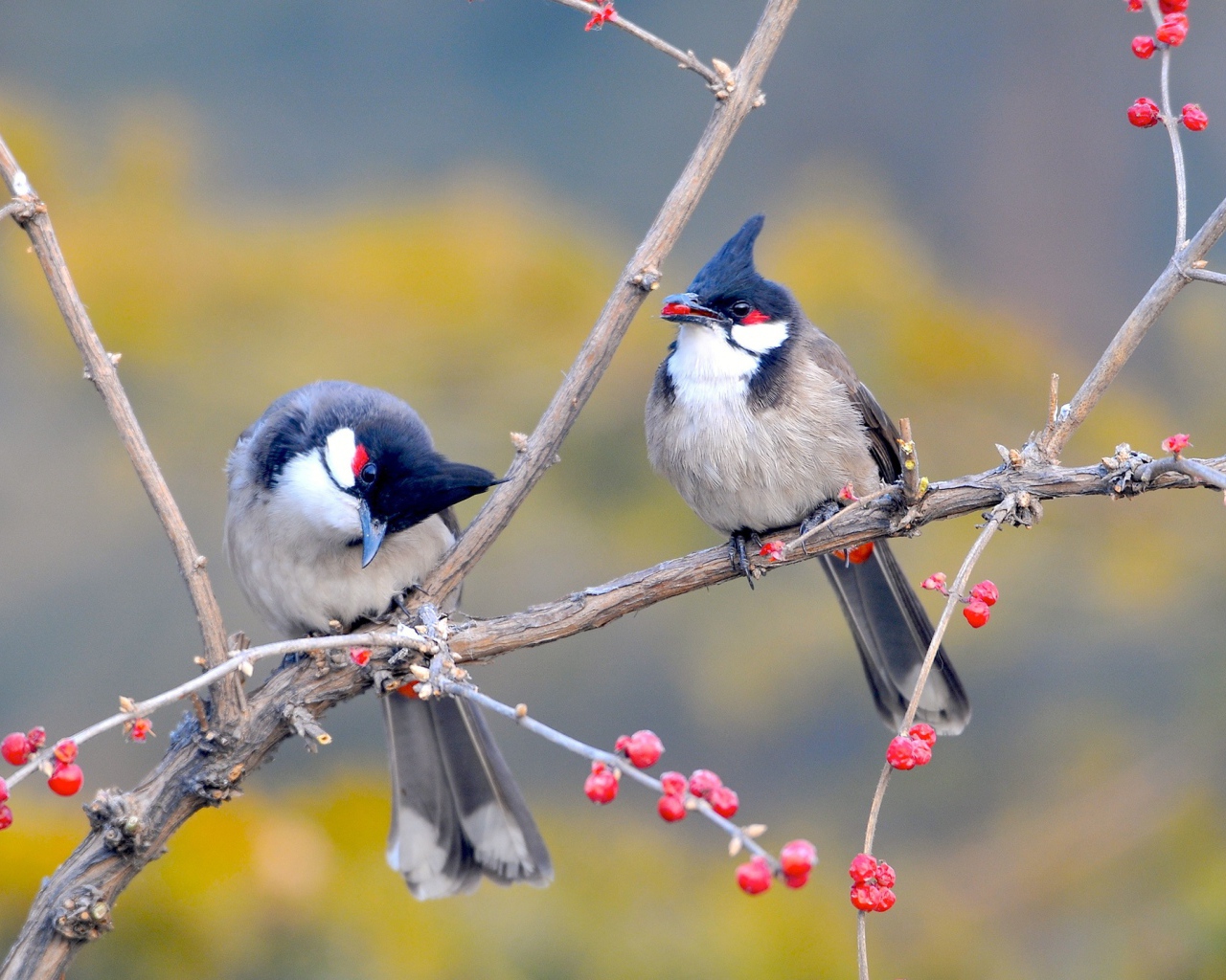 Красноусые птицы 