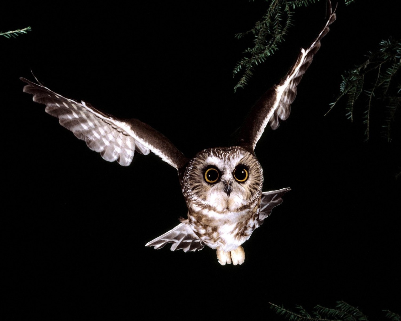 Сова в полете 