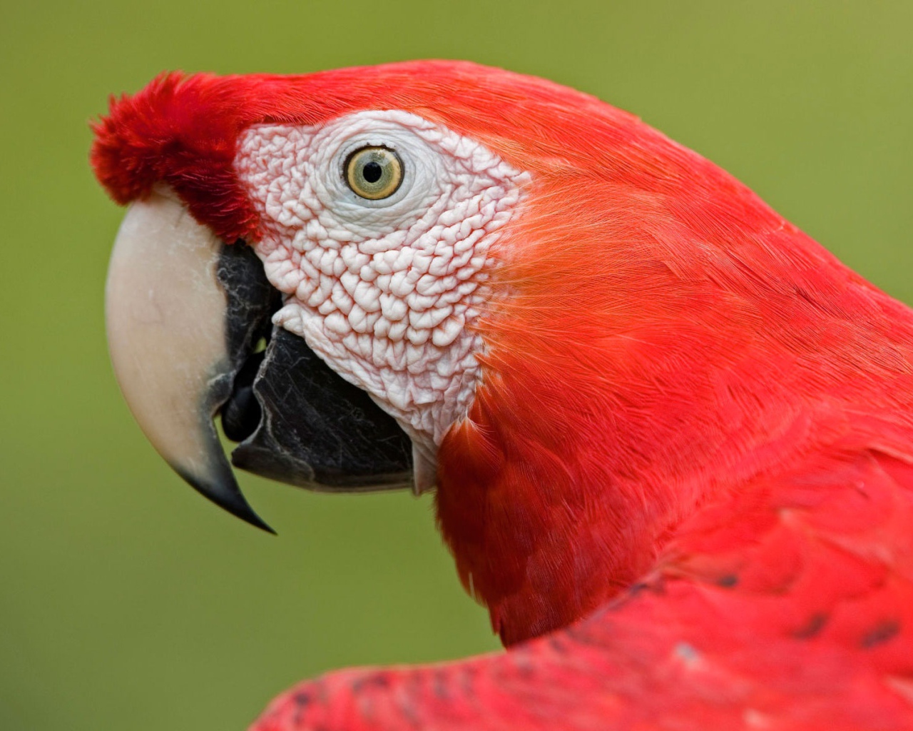 Амазонский попугай