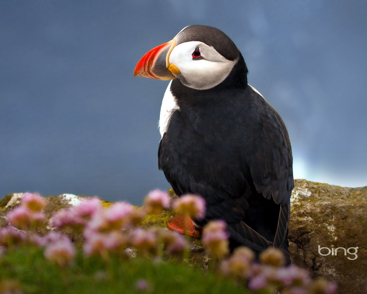 Атлантический тупик