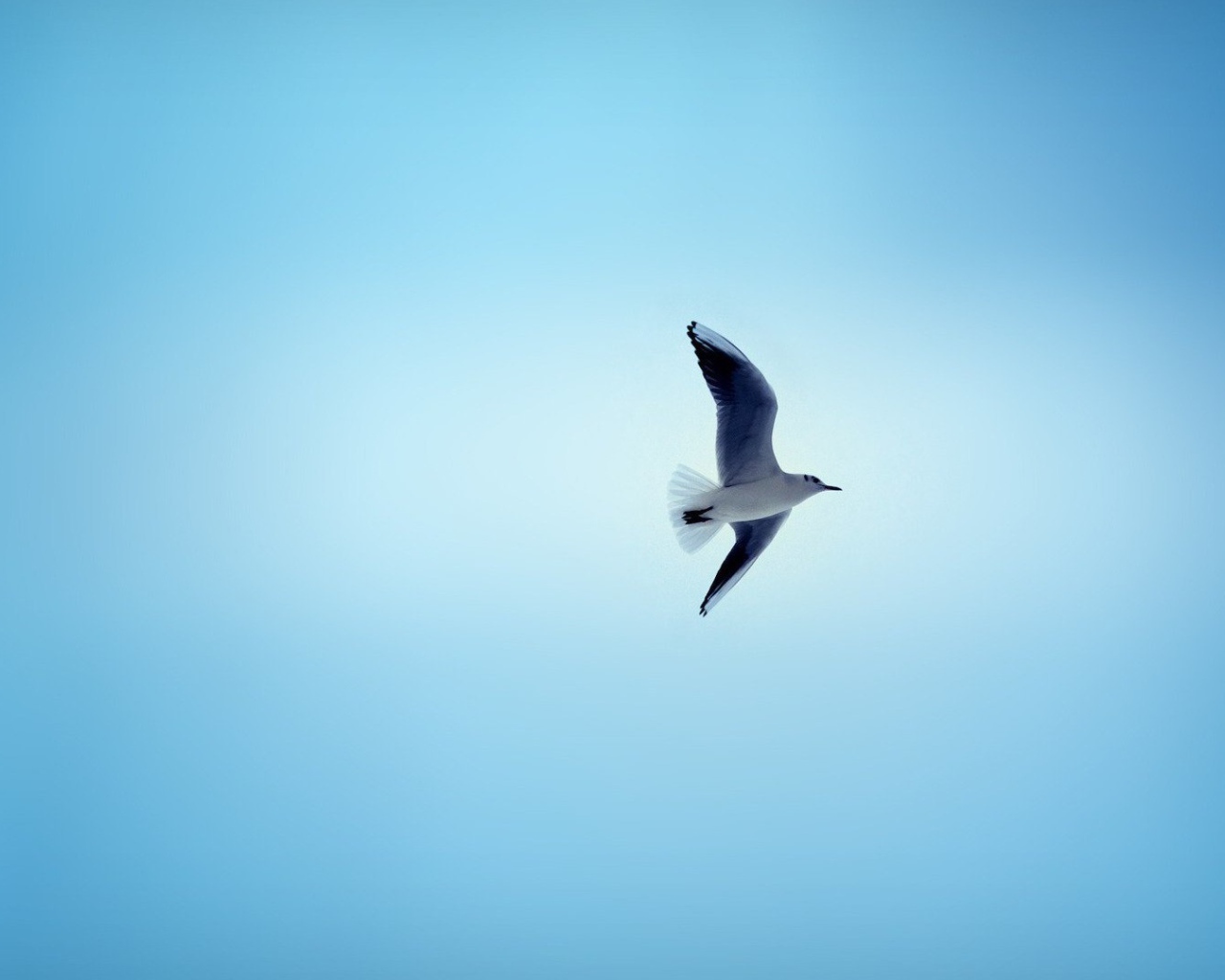 Чайка в небе