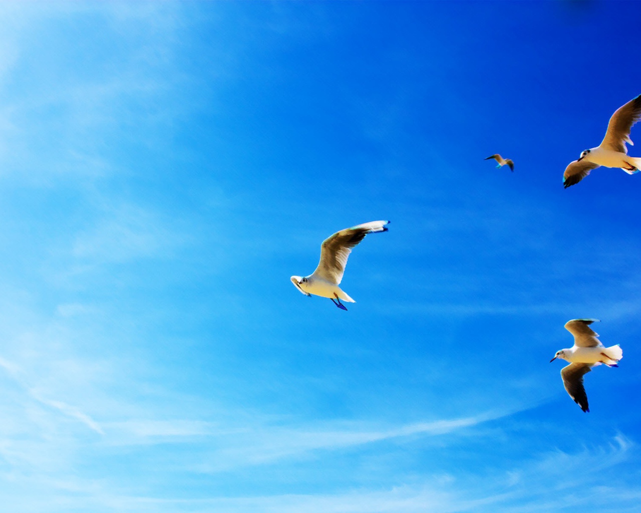 Полет чаек 