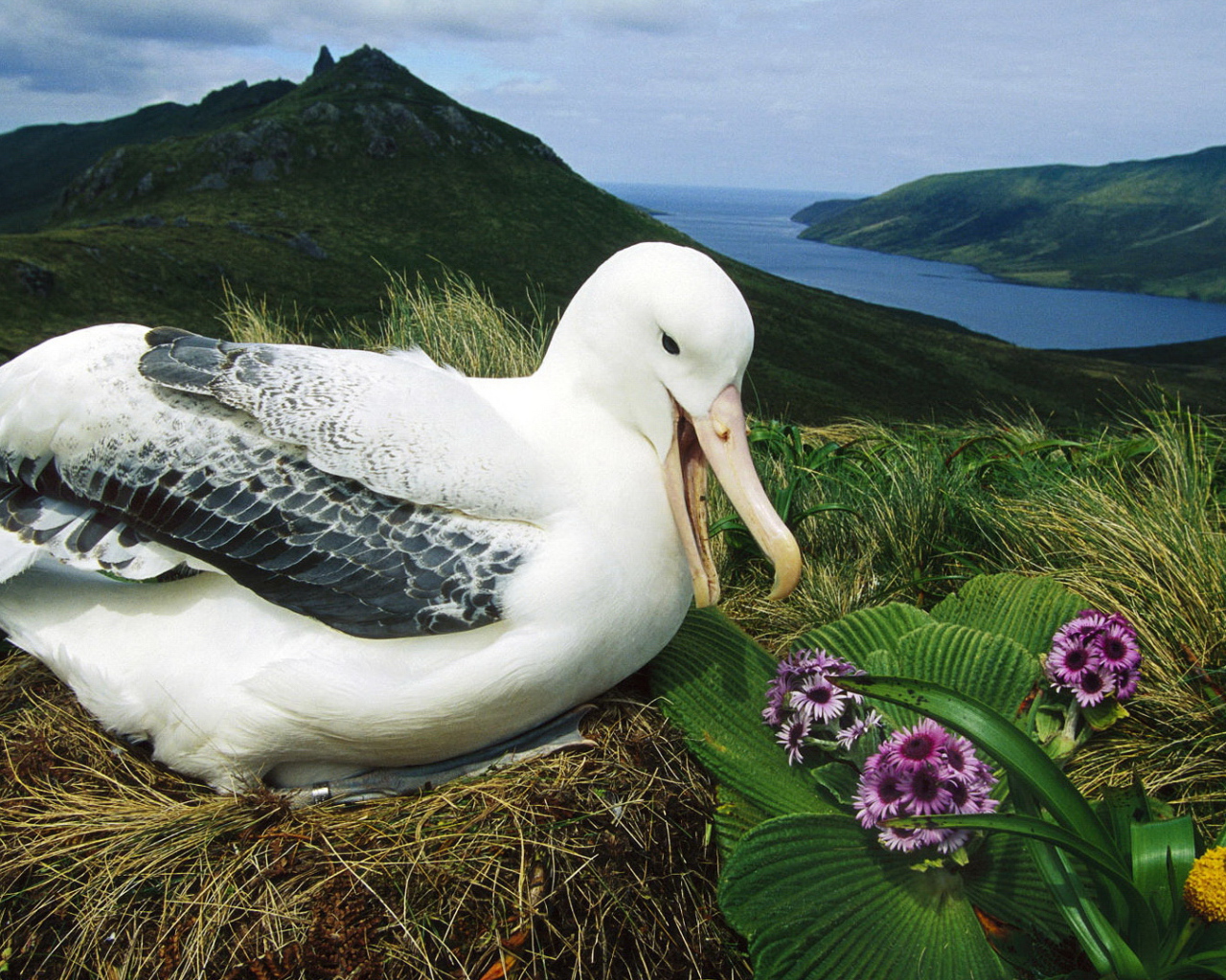 Альбатрос сидит на гнезде