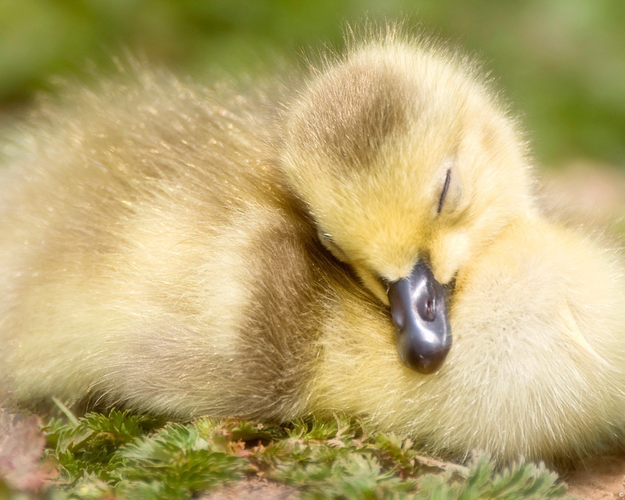 Спящий утенок