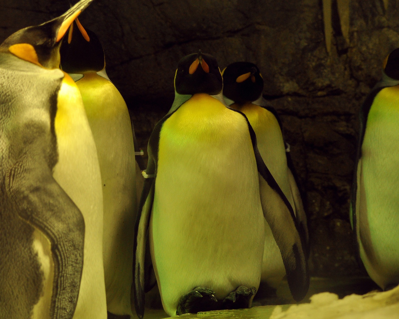 Спящие пингвины 