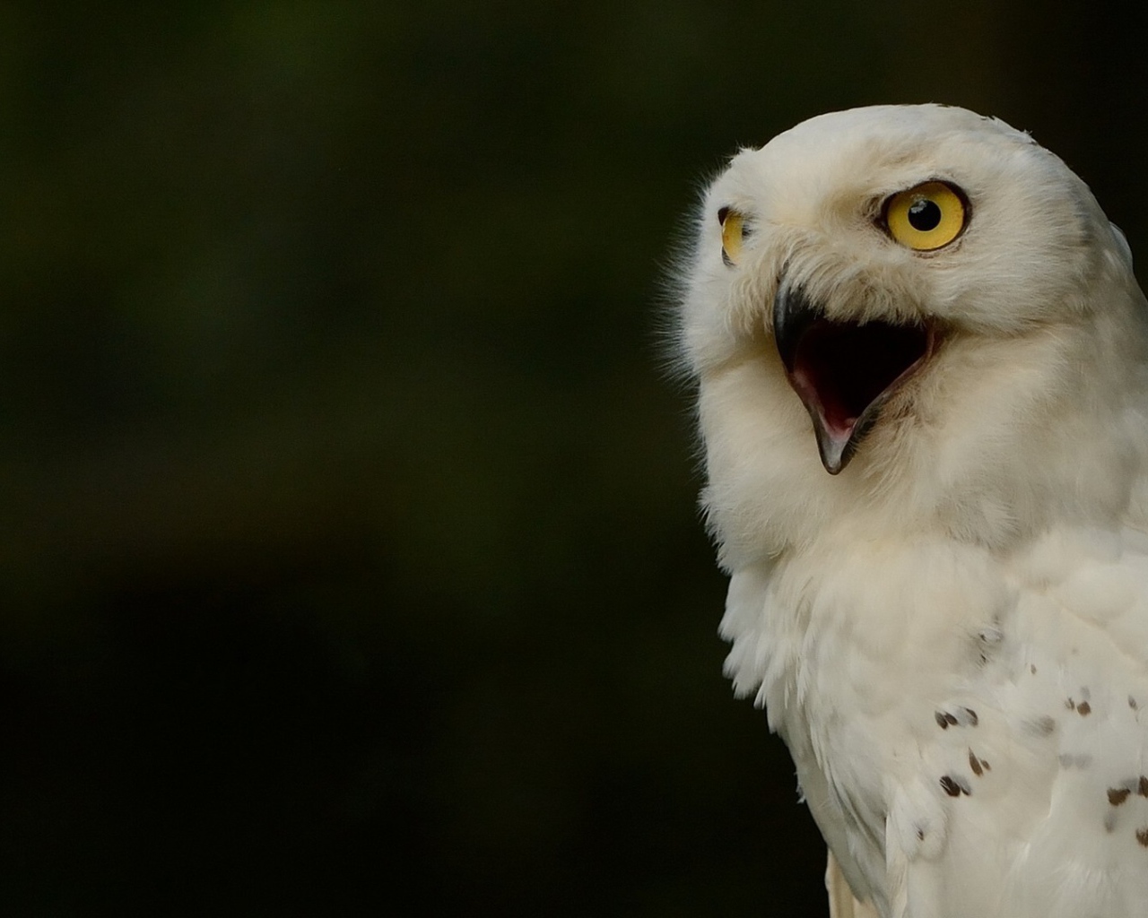 Крик белой совы